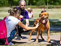 Adoptuj Warszawiaka  Wydarzenie promujące adopcję zwierząt. Organizator: Schronisko dla Bezdomnych Zwierząt "Na Paluchu". 18 sierpnia 2019, Park Raszyński w Raszynie. : park raszyński, adoptuj warszawiaka, na paluchu, schronisko dla zwierząt, centrum warszawy, raszyn
